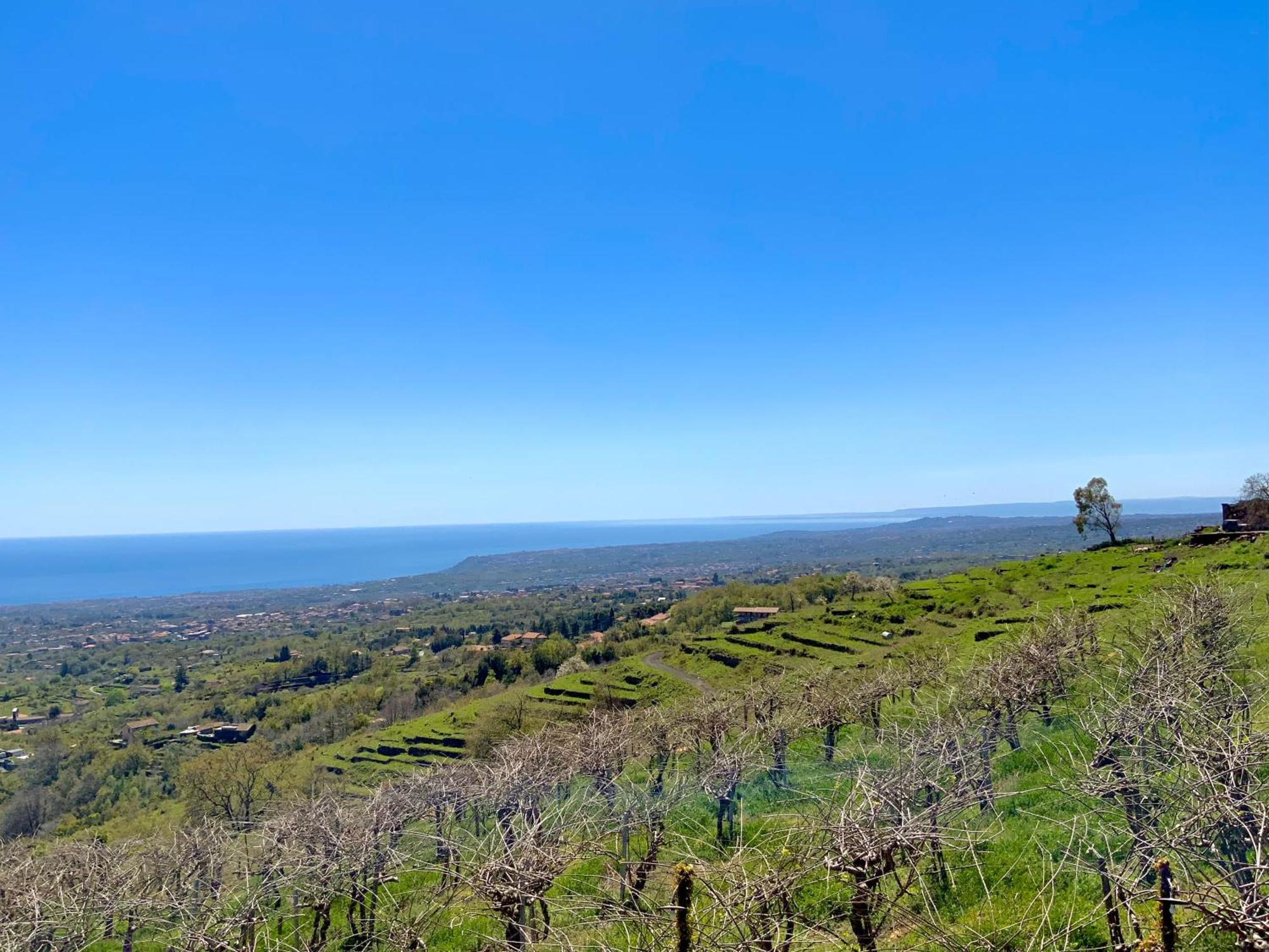 Tenuta Kiwi Dell'Etna Milo Eksteriør billede